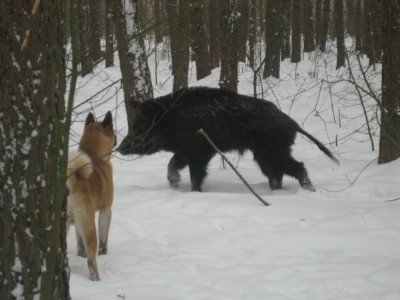 akita bear dogs